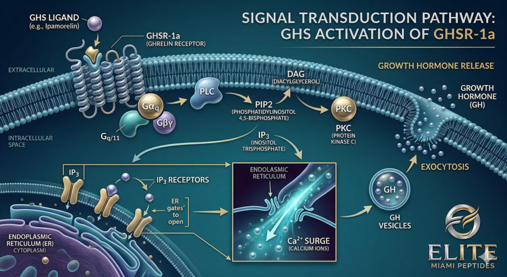 Illustration showing how GHS peptides bind to the GHSR-1a cell receptor, triggering the IP3 and calcium cascade that results in growth hormone exocytosis.